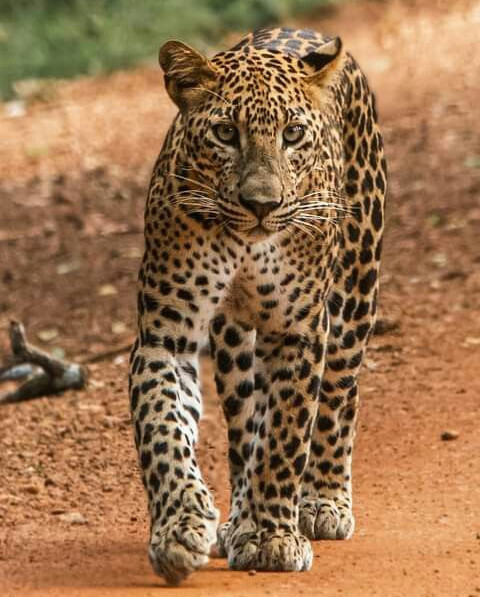 Paradise of Wildlife